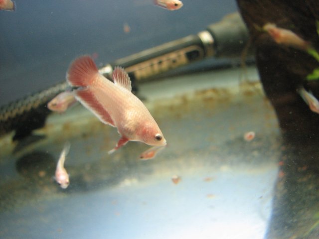 bettas 261.jpg