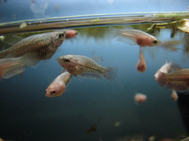 bettas 241.jpg
