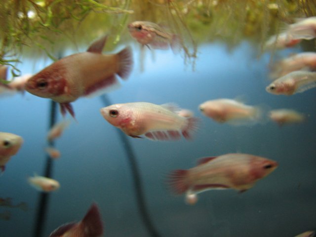bettas 228.jpg