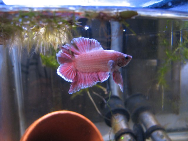 bettas 3.11.2011 043.jpg