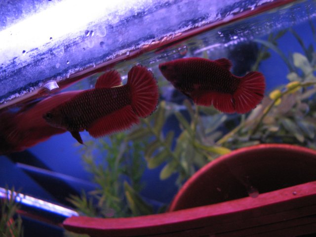bettas 3.11.2011 079.jpg