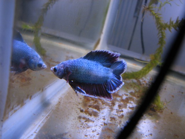 bettas 3.11.2011 025.jpg