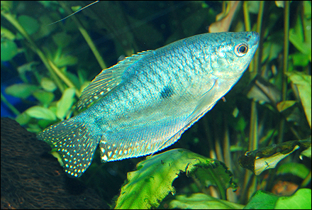 blue_gourami_090428_w0440.jpg