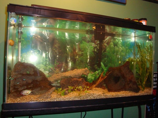 fish 004.jpg