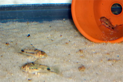 pygmycory.jpg