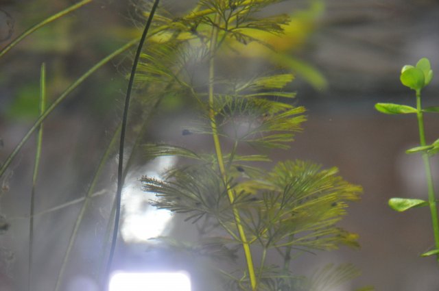 DSC_4411.JPG