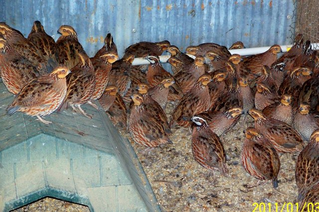 bobwhite.jpg