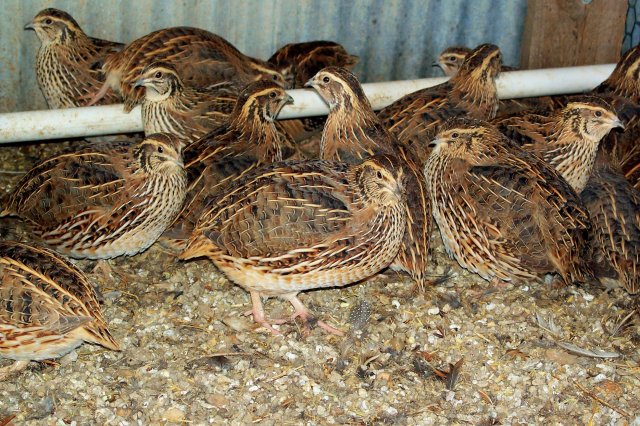Coturnix.jpg