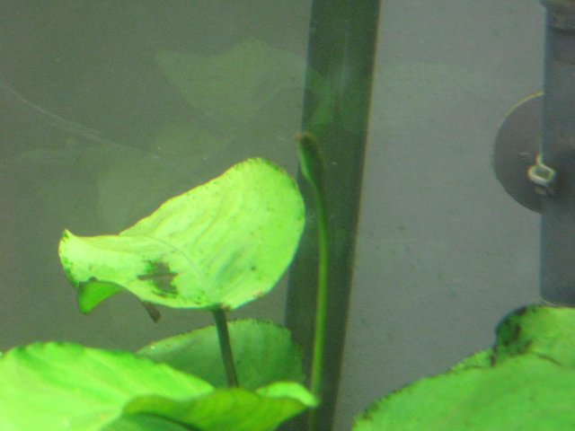IMG_0102.JPG