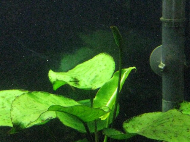 IMG_0122.JPG