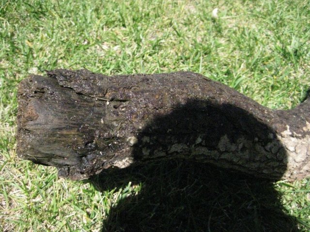 IMG_0124.JPG