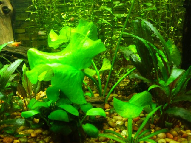 DSCF0763.JPG