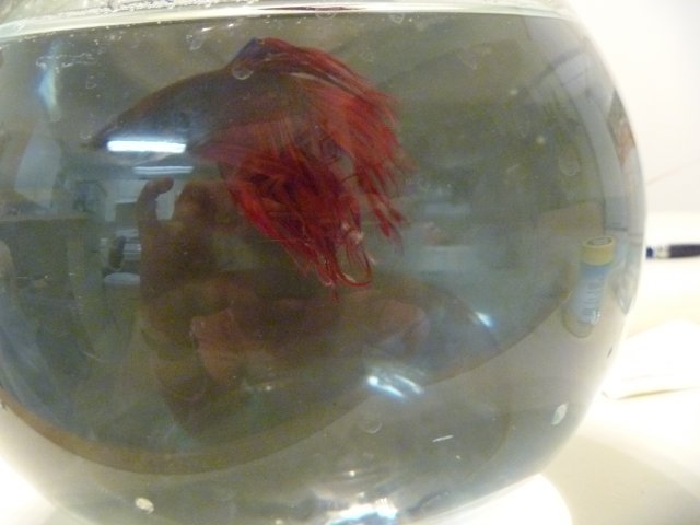 sickbetta.JPG
