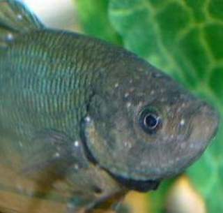 bettaich.jpg bettaich.jpg