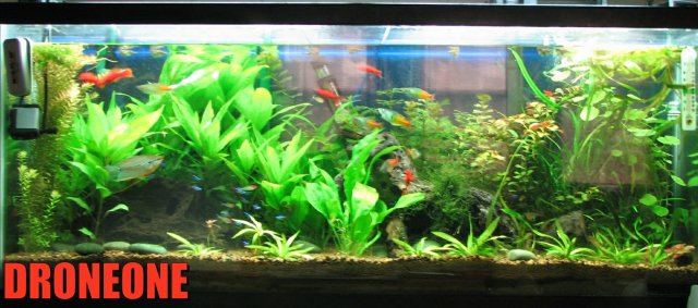 planted tank 4 19.jpg
