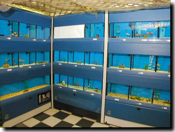pet shop.jpg