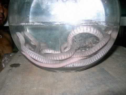 potomotyphlus bowl.jpg