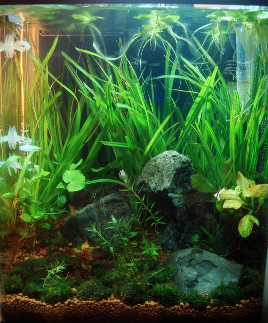 Africana.jpg Africana.jpg