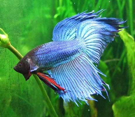 Betta.jpg