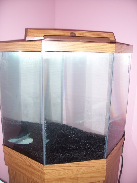 fishtank 011.jpg