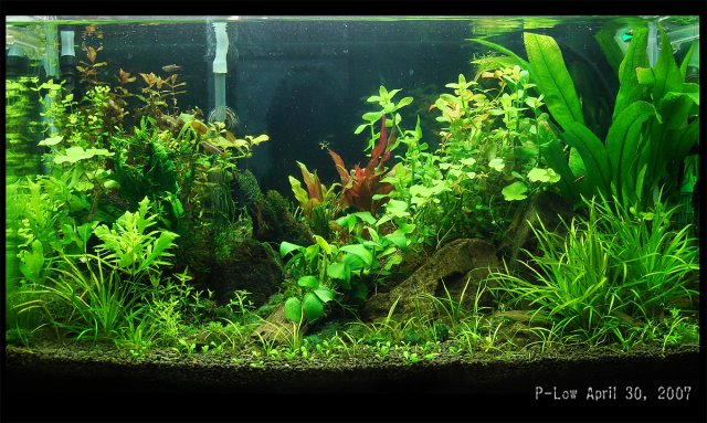 maintank.jpg maintank.jpg