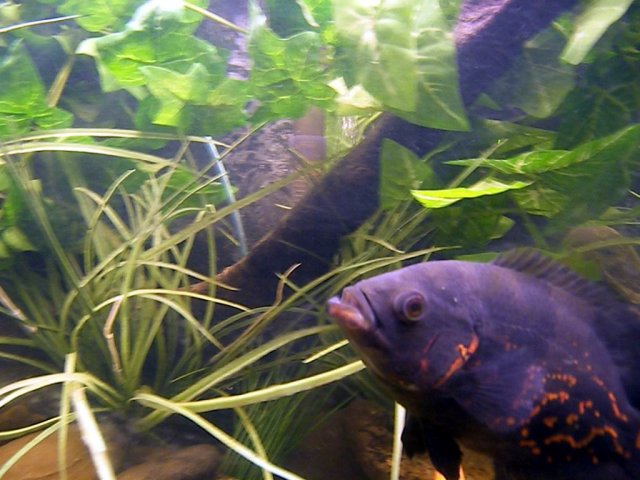 feed me.jpg
