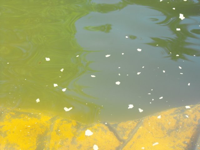 DSCF0227.JPG