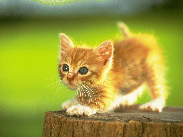 Kitten.jpg