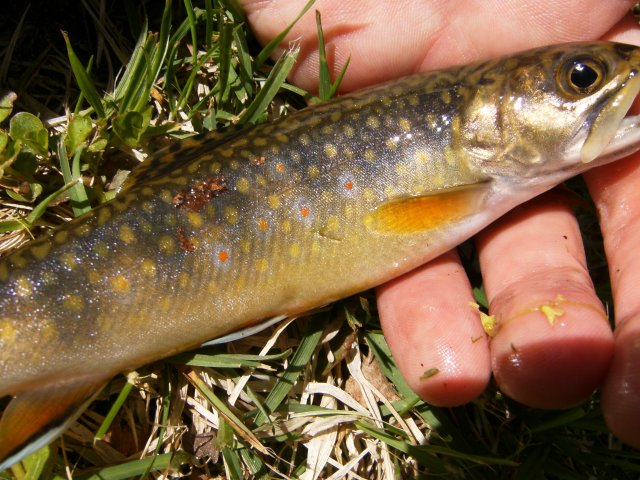 First brook trout of 2011 004.jpg First brook trout of 2011 004.jpg