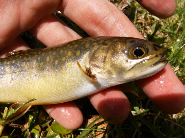 First brook trout of 2011 001.jpg First brook trout of 2011 001.jpg