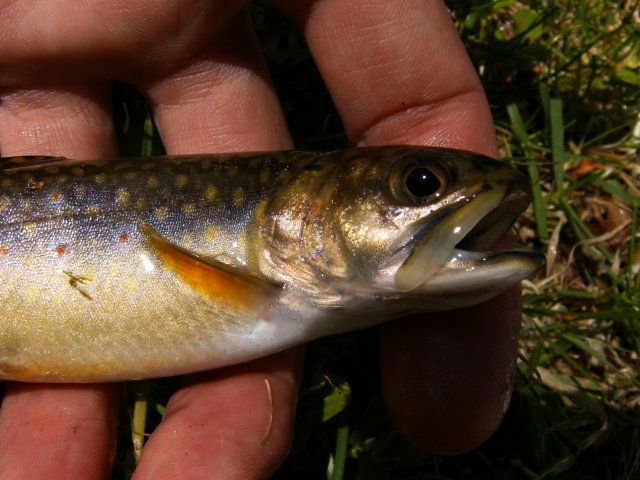 First brook trout of 2011 002.jpg
