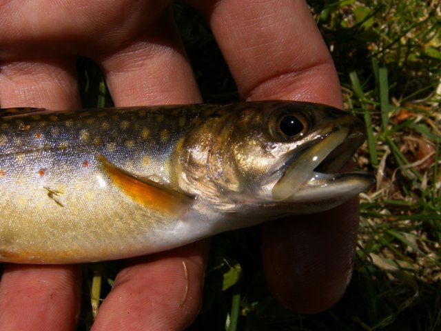 First brook trout of 2011 002.jpg First brook trout of 2011 002.jpg