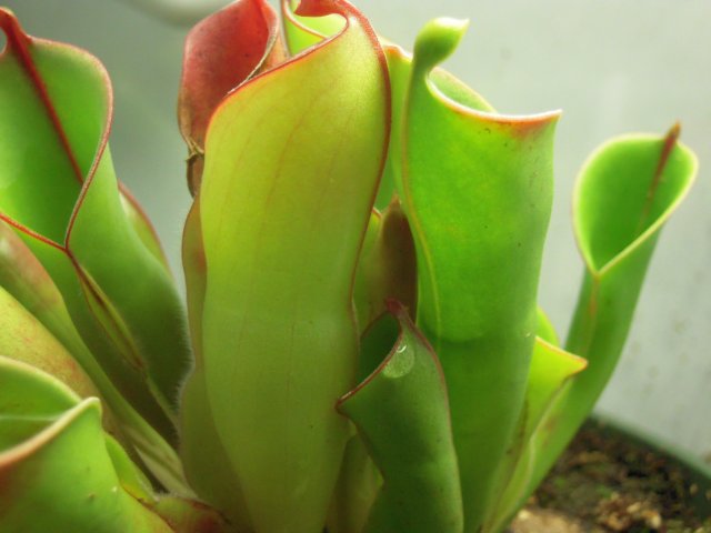 heli_flower.jpg
