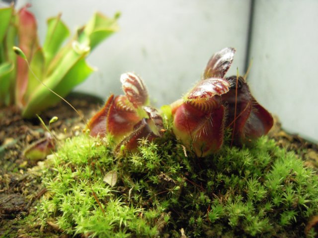 ceph_pitchers.jpg