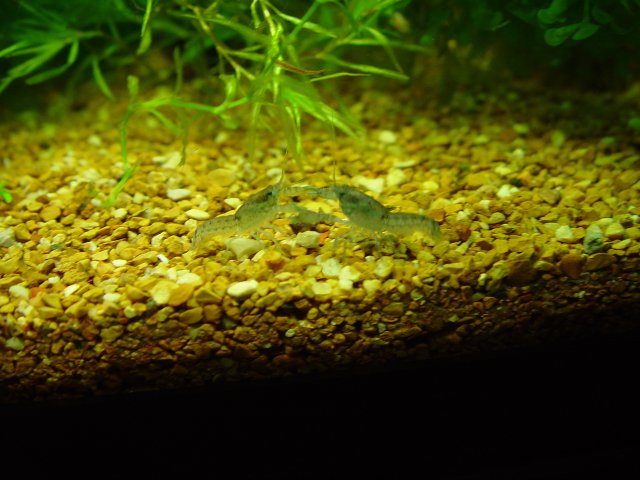Blue Crays 025.JPG Blue Crays 025.JPG