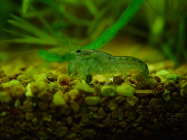 Blue Crays 018.JPG Blue Crays 018.JPG