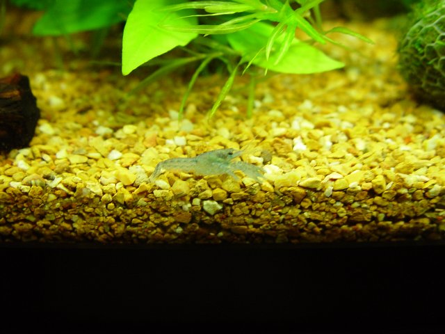 Blue Crays 020.JPG Blue Crays 020.JPG