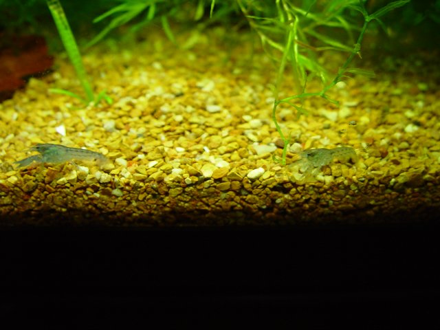 Blue Crays 027.JPG Blue Crays 027.JPG