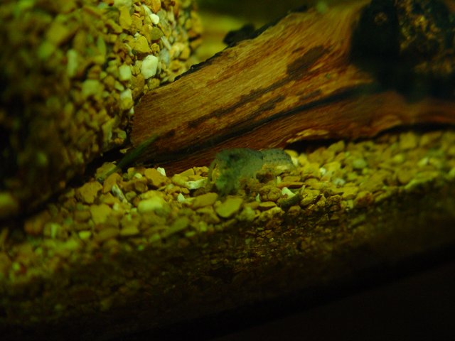 Blue Crays 028.JPG Blue Crays 028.JPG