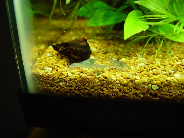 Blue Crays 021.JPG Blue Crays 021.JPG