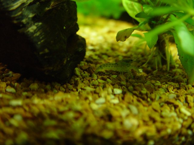 Blue Crays 019.JPG Blue Crays 019.JPG