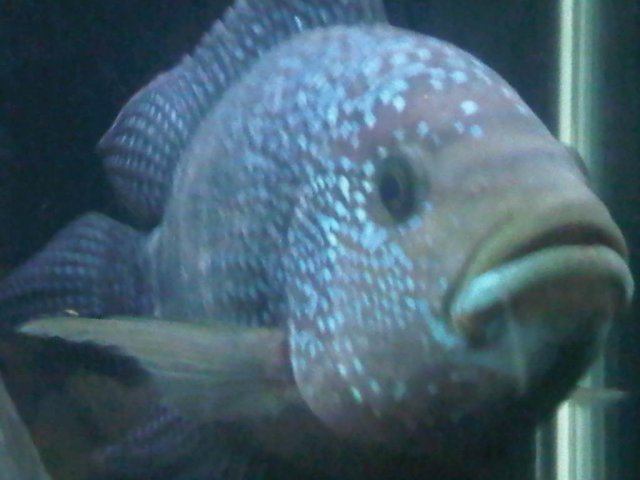 IMG00560-20110212-2027.jpg