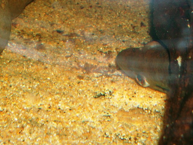 P1011500%20-%20Copy.JPG
