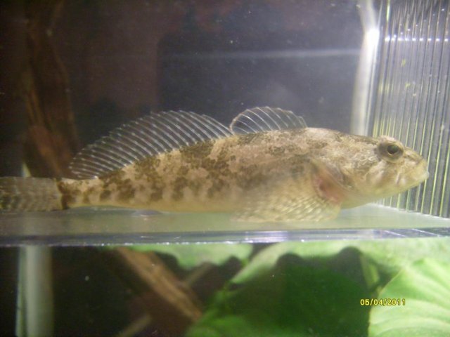 S7300786.jpg