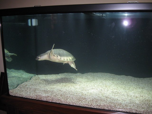 RA Exploring New Home.JPG