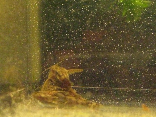 IMG_0003.JPG