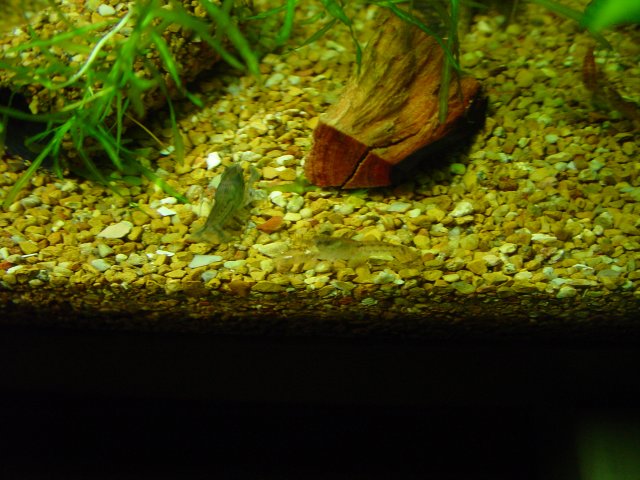 Cambarellus shufeldtii 004.JPG