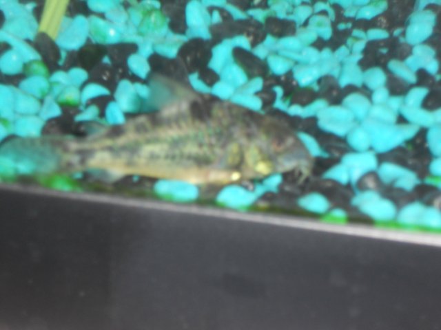 fish 020.JPG