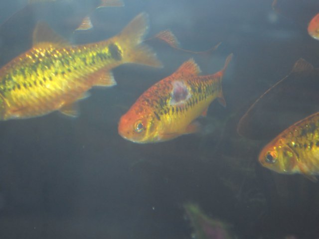 fish 019.JPG
