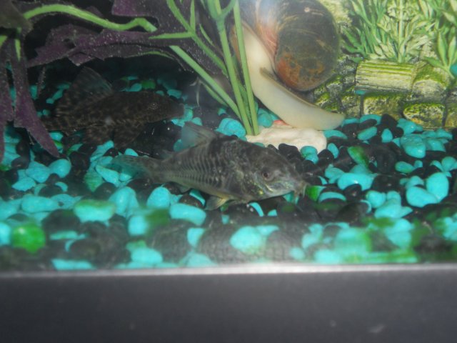 fish 025.JPG